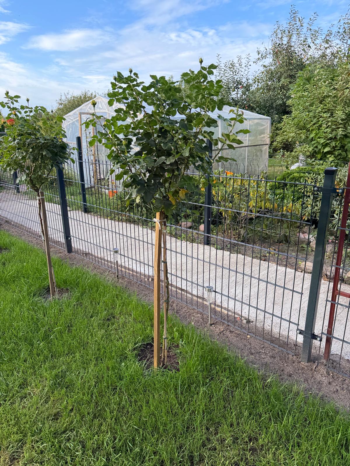 Sadzenie róż piennych